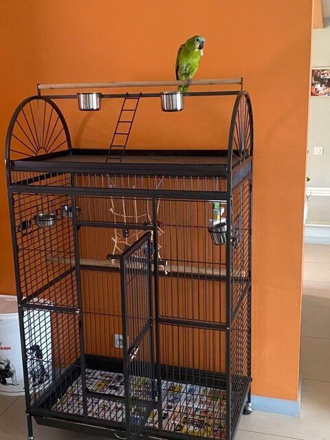  perroquet amazone a front bleu 1000 65320 Bord�res-sur-l'�chez