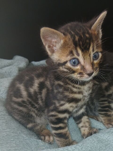 Chatons bengal LOOF a reserver 1000 