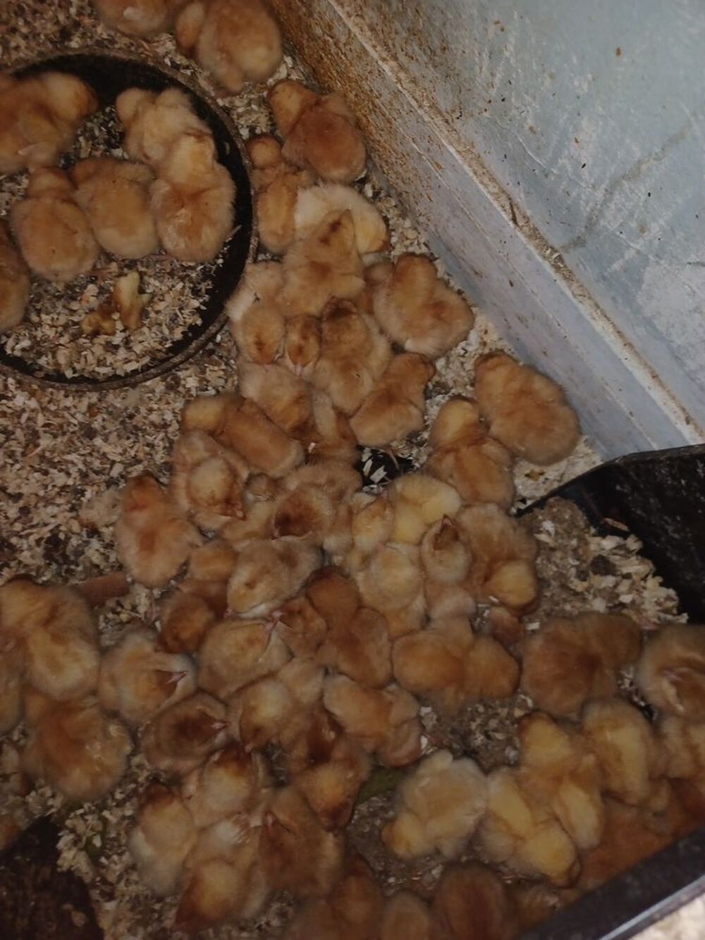   des poussins ?. Pondeuses et blanche grise rousses 