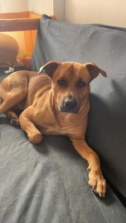 Chien REX &agrave; l adoption 250 07100 Annonay
