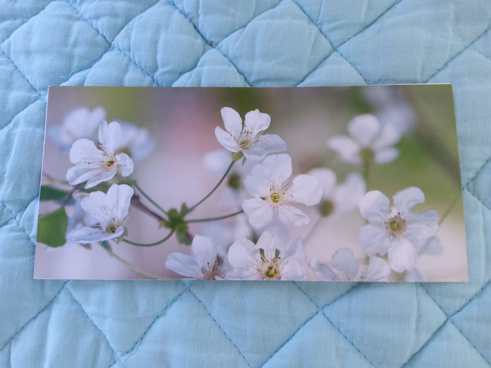 CARTES fleurs et animaux Décoration