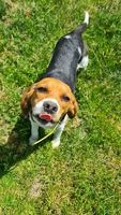   AYA femelle type beagle 8 mois 
