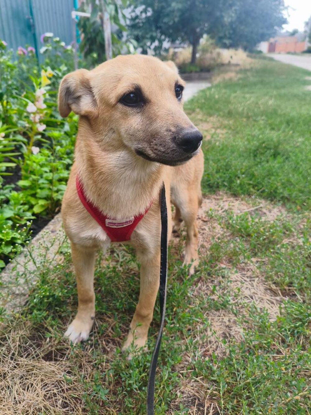   A L'ADOPTION MANIA 