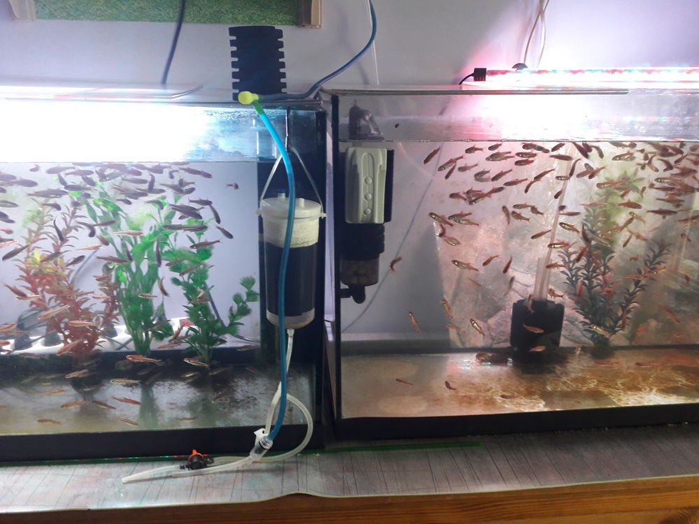   poissons notropis chrosomus . 