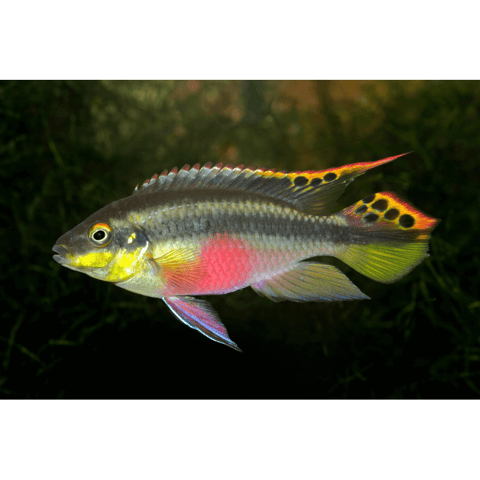 Pelmatochromis Pulcher 0 29280 Locmaria-plouzané