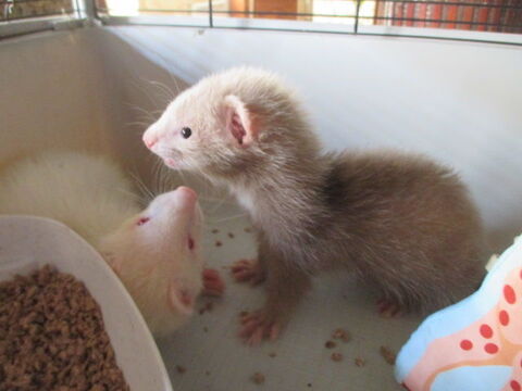 bébé furet croisé Angora 75 18340 Levet