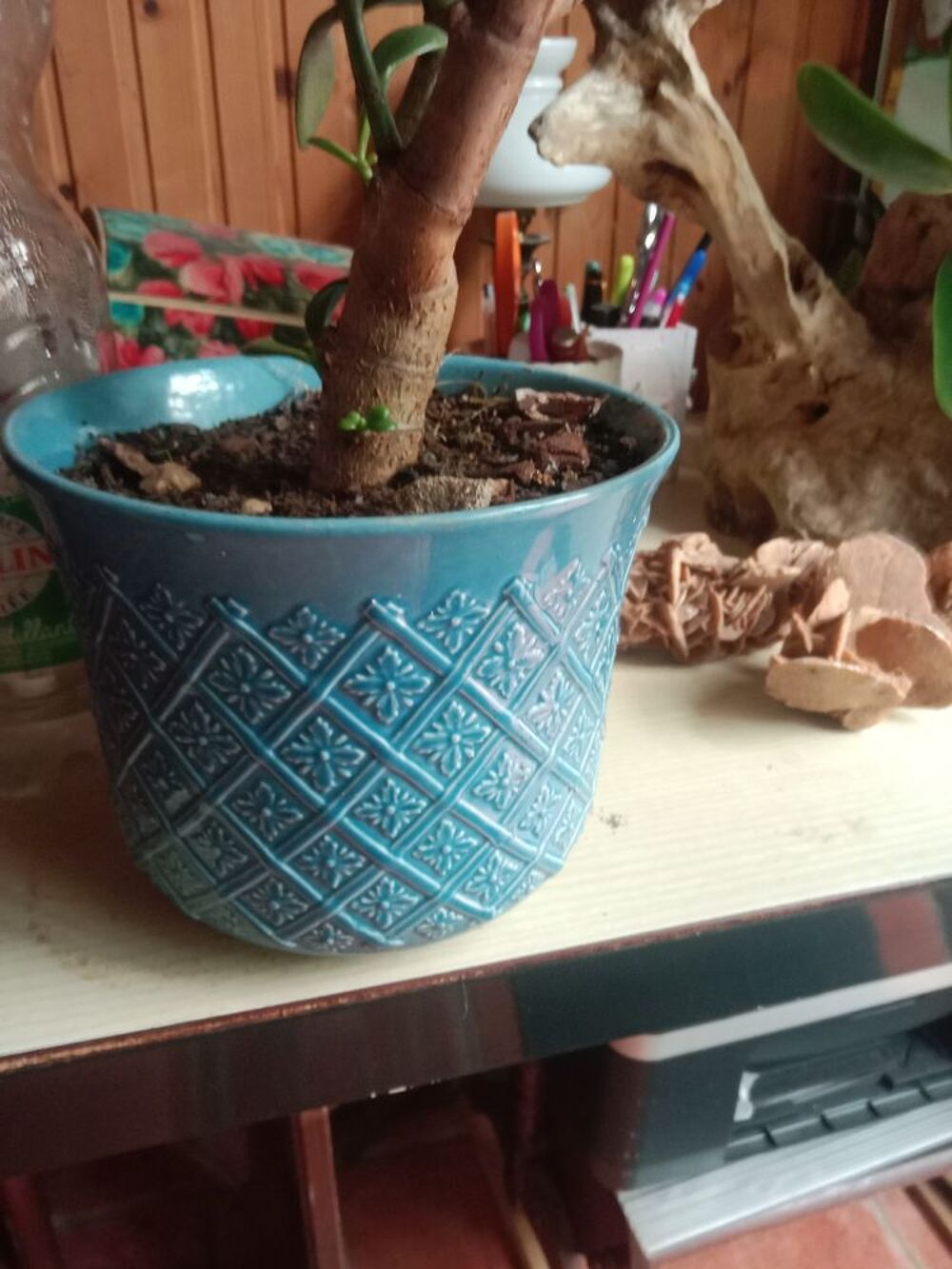Plante crassula Jardin