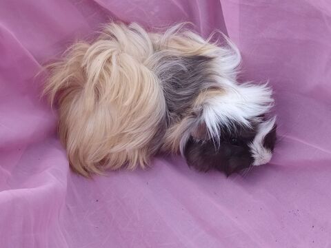 Cochon d'Inde 8 81370 Saint-sulpice