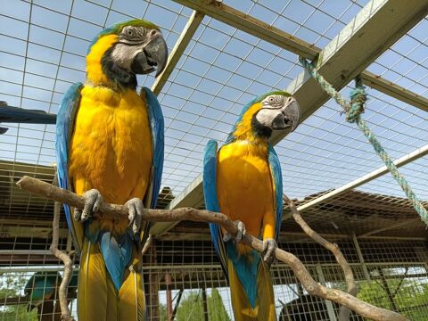 ARA ararauna m&acirc;le 1600 32120 Saint-antonin