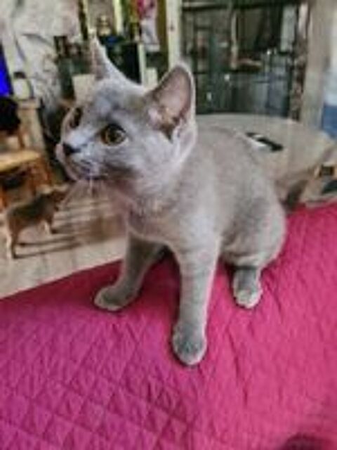   Chaton chartreux 