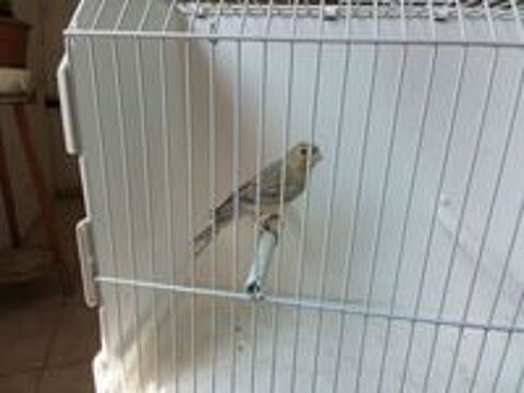   Disponible  jeunes canaris.  2026.    