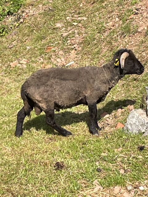 mouton ouessant (belier). 100 88520 Gemaingoutte