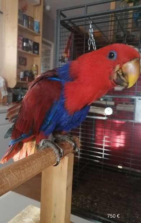 Eclectus polychloros 750 47110 Dolmayrac