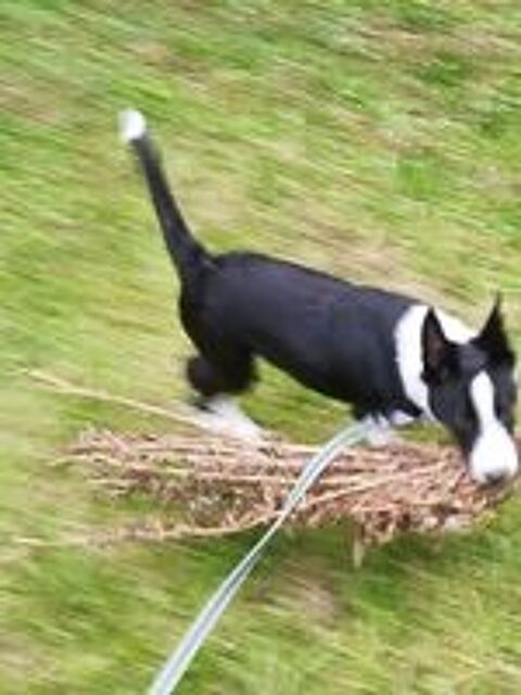   Border collie 4 mois  