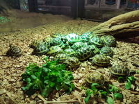  Tortue des steppes 
