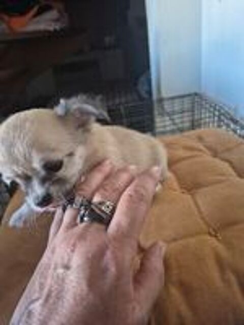   bébé chihuahua  