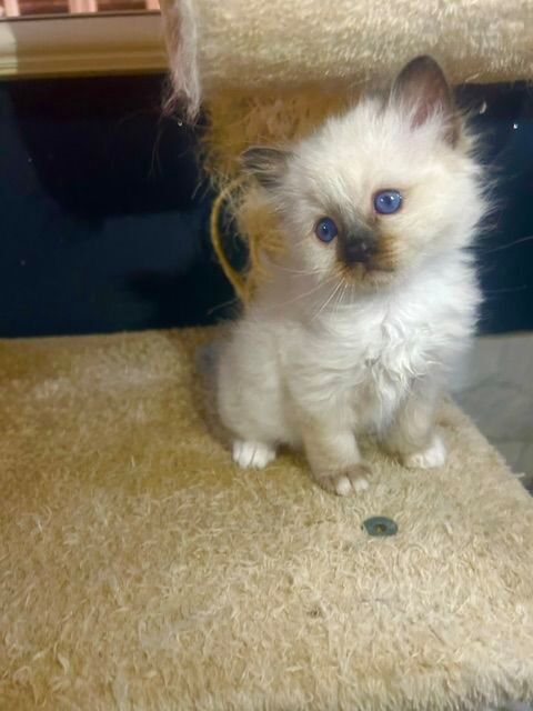 A r&eacute;server chatons sacr&eacute; de Birmanie LOOF 850 72250 Parigné-l'Évêque