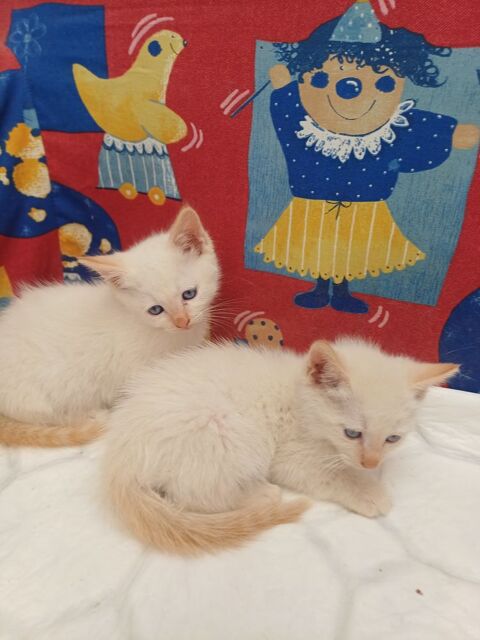 Bbs chatons de maman sacr&eacute; de Birmanie &times; siamois 500 03500 Bransat