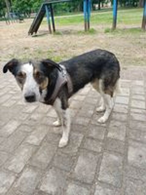   BALOO SE TROUVE EN FAMILLE D'ACCUEIL DANS LE 93  