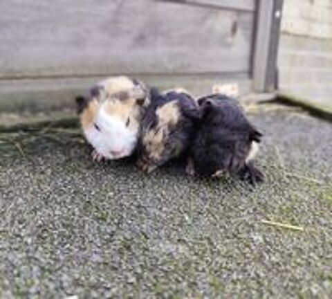   B�b� cochon d'Inde m�le  