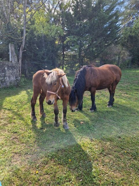 Jument de trait et sa pouliche 3500 38760 Varces-alli�res-et-risset