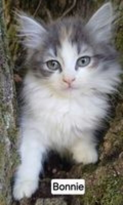   Chaton siberien femelle LOOF  
