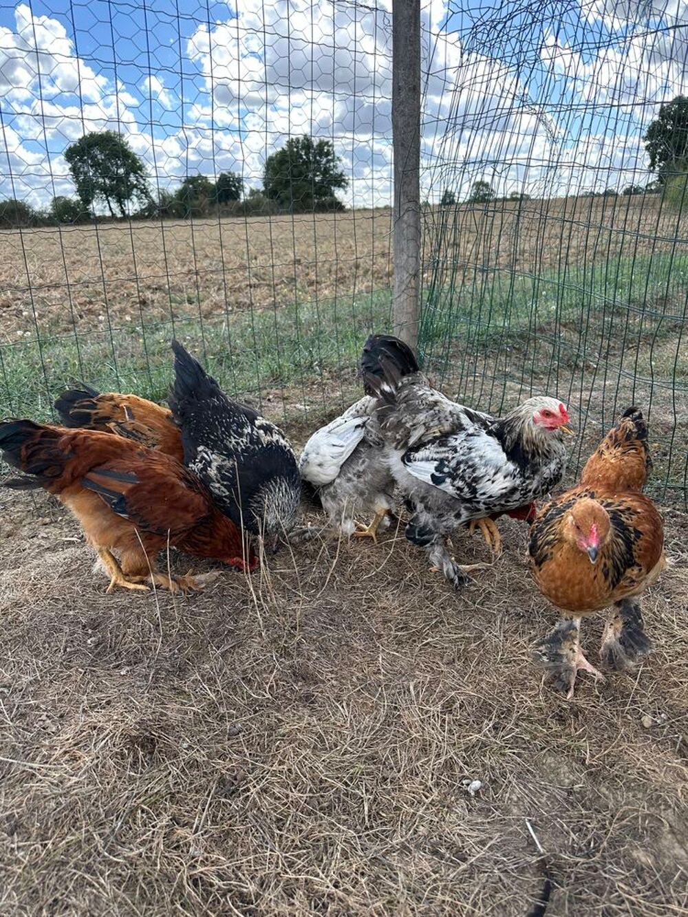  Coq 