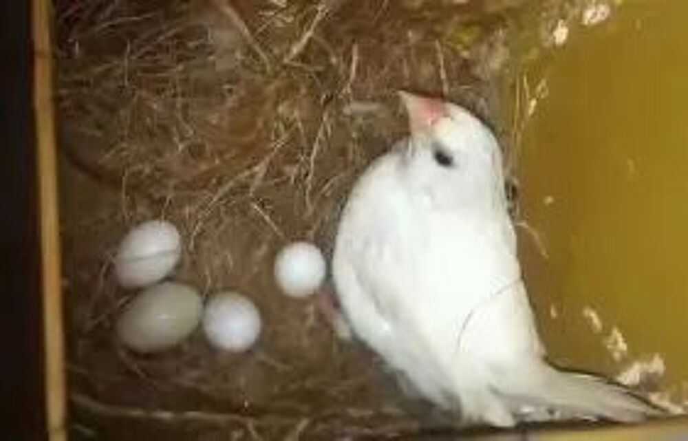  couple de moineau du japon reproducteur 