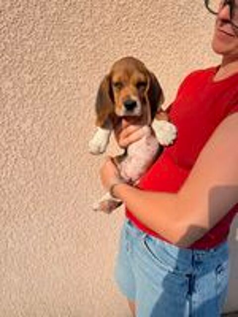   Chiot beagle LOF 