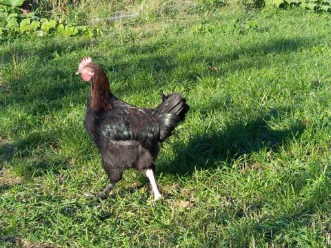Coq Marans 4 mois 15 68500 Guebwiller