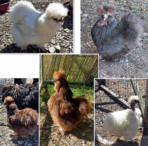 Lot 5 silkie 140 71360 Épinac