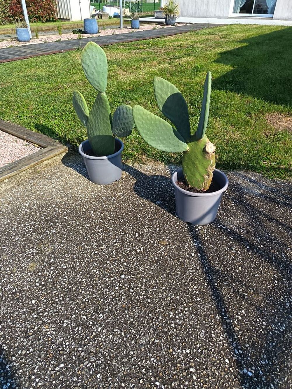 plantes m&eacute;diterran&eacute;ennes Jardin