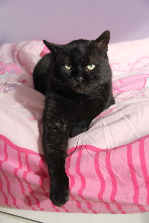 GULLIVER CHAT NOIR 6 ANS 1/2 195 92260 Fontenay-aux-roses