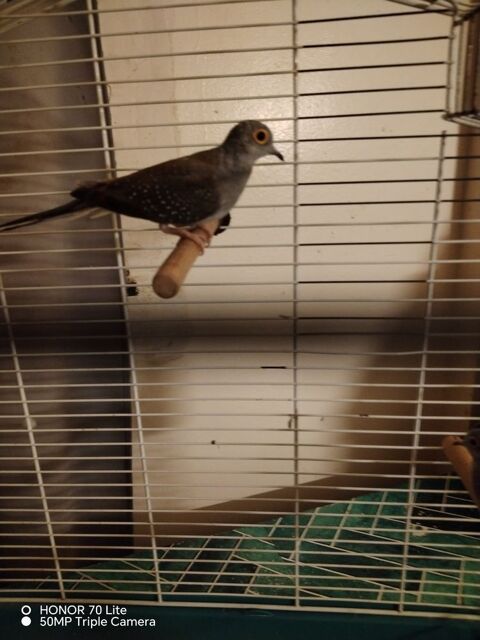 Colombes diamant 20 02000 Laon