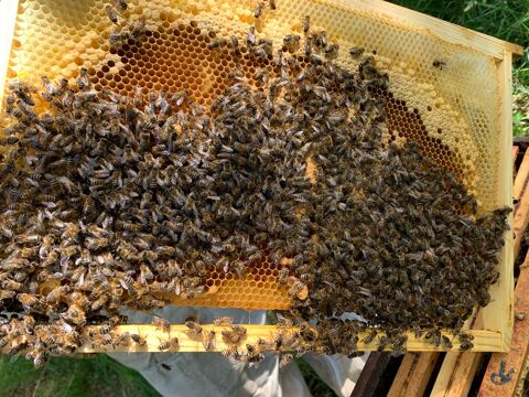 Ruche avec abeilles 220 44390 Nort-sur-erdre