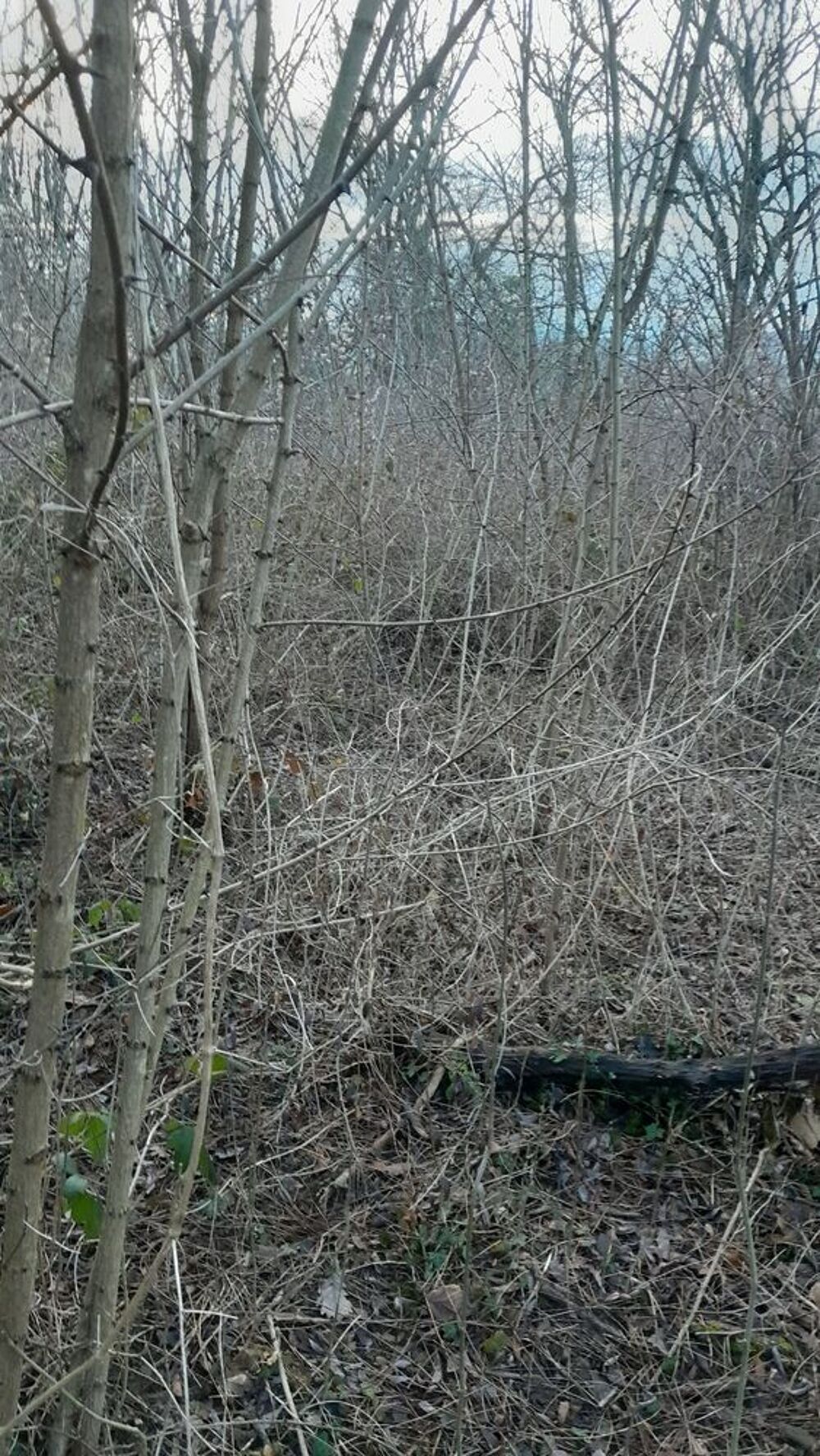 Vente Terrain Parcelle de bois Ornacieux