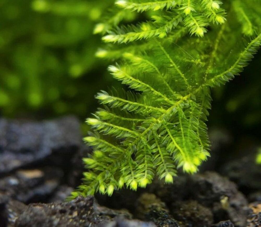 Plante aquarium Vesicularia montagnei 'Christmas moss' porti Jardin