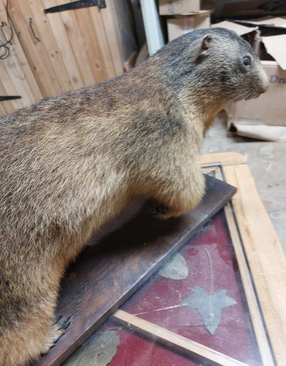 Tr&egrave;s belle et v&eacute;ritable marmotte empaill&eacute;e Dcoration