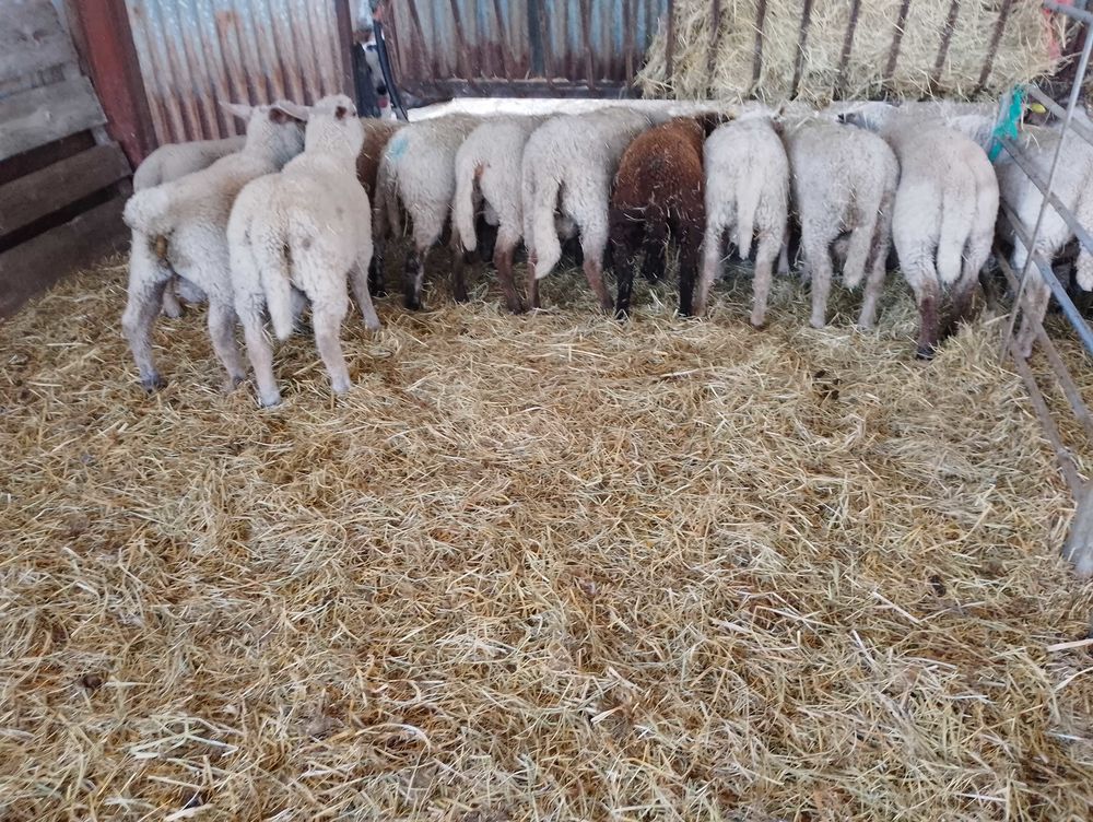mouton agneaux agnelles Jardin