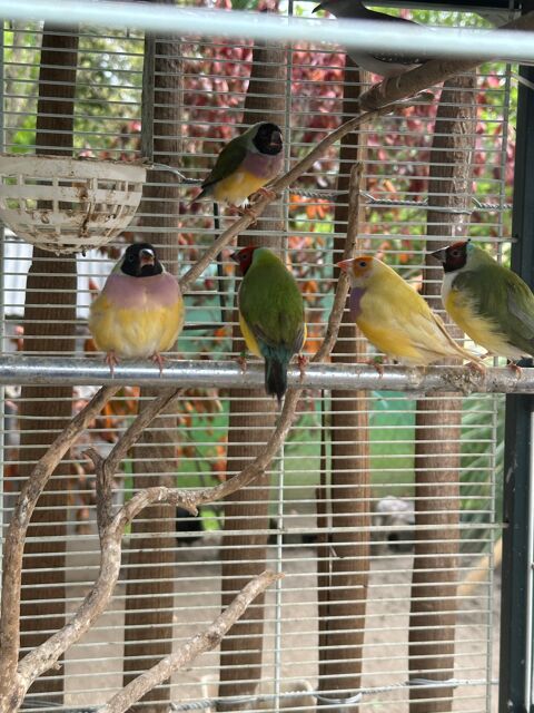 diamants gould 90 31380 Montastruc-la-conseillre