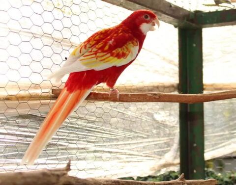 Couple omnicolore de 2024 160 66000 Perpignan