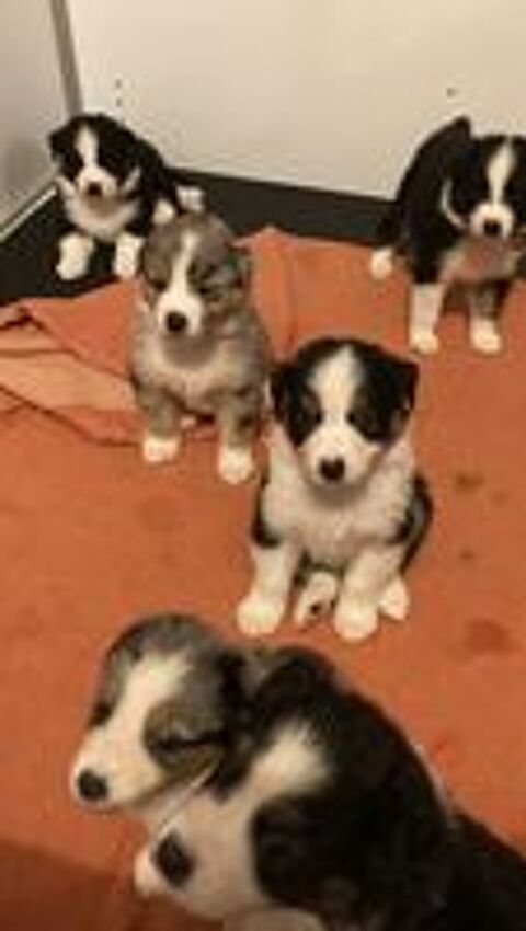   Chiots berger australien LOF á réserver  