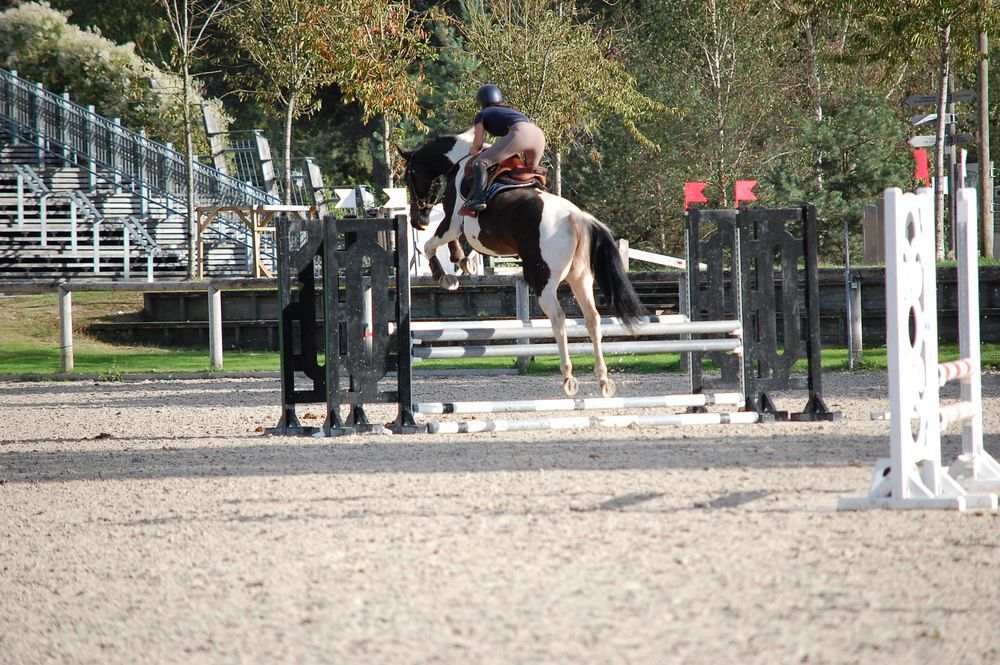   JOLIE JUMENT PP PLEINE 