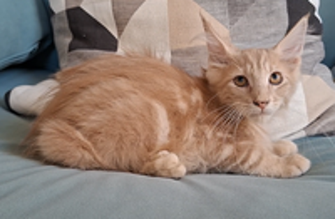   chaton mâle Maine Coon LOOF 