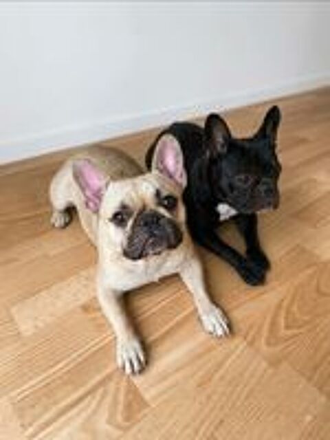    bouledogue Français 