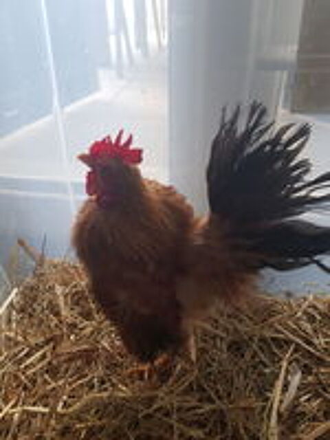  Jeune Coq Serama Malais 