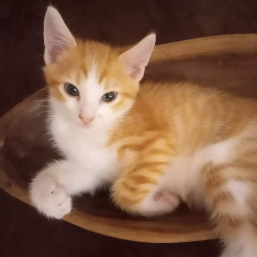   ✨️ BUDDY ✨️ 🐱 