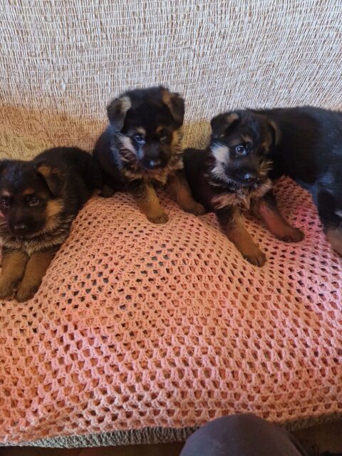 Chiots Bergers Allemands LOF 1300 30340 Saint-privat-des-vieux