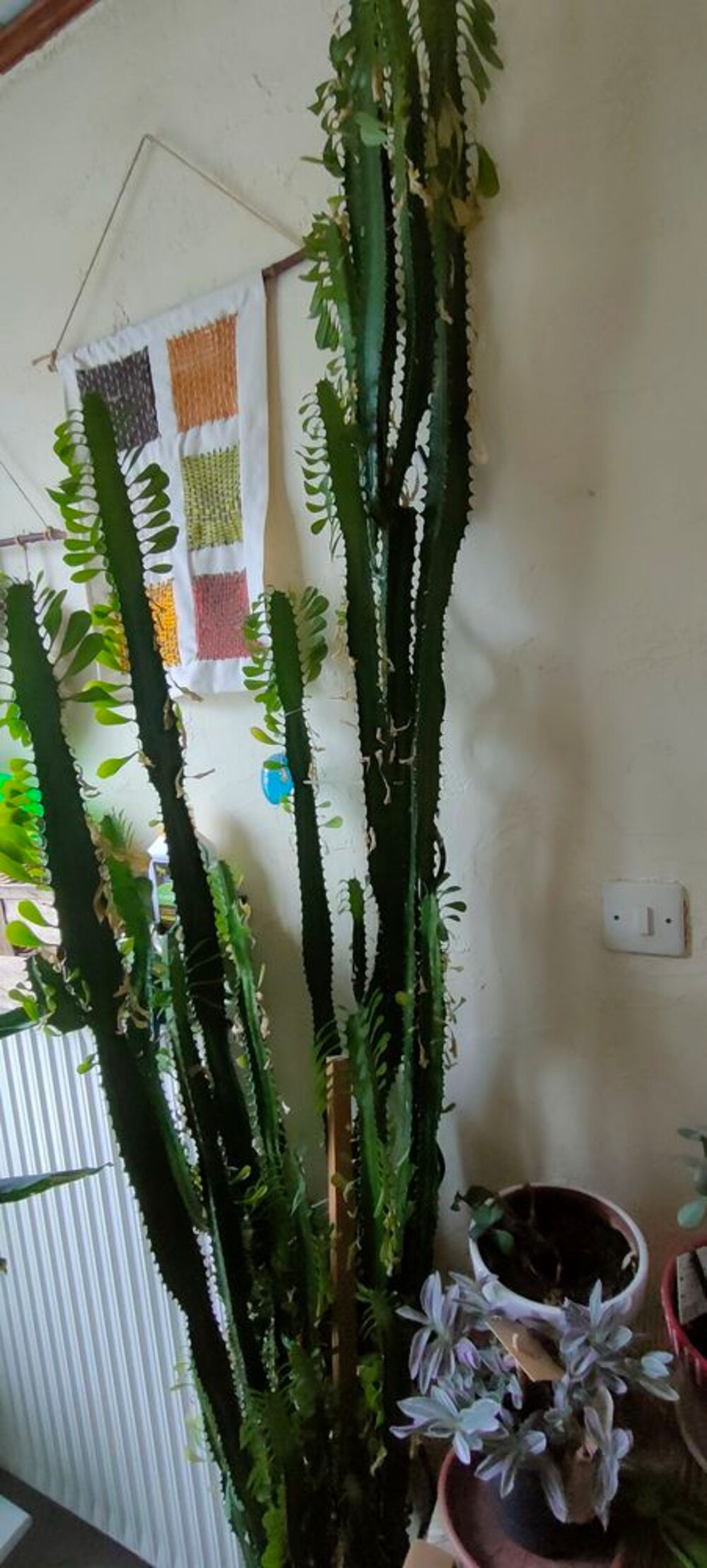 PLANTE VERTE Jardin