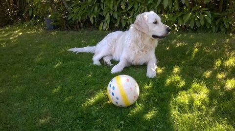 Garde de votre compagnon (quatre pattes) 0 28400 Nogent-le-rotrou